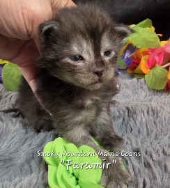 Faramir green collar black smoke Maine Coon kitten photo 4