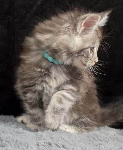 Aragorn light blue collar black silver classic Maine Coon kitten photo 6