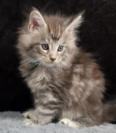 Aragorn light blue collar black silver classic Maine Coon kitten photo 2