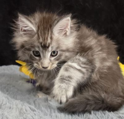 Aragorn light blue collar black silver classic Maine Coon kitten photo 4