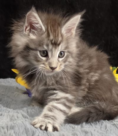 Aragorn light blue collar black silver classic Maine Coon kitten photo 5