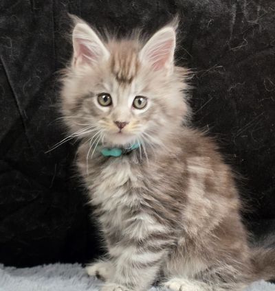 Aragorn light blue collar black silver classic Maine Coon kitten photo 1