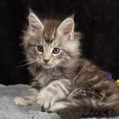 Aragorn light blue collar black silver classic Maine Coon kitten photo 7