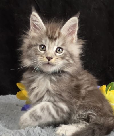 Aragorn light blue collar black silver classic Maine Coon kitten photo 8