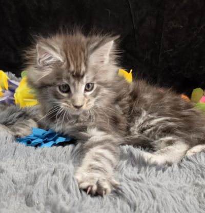Aragorn light blue collar black silver classic Maine Coon kitten photo 9