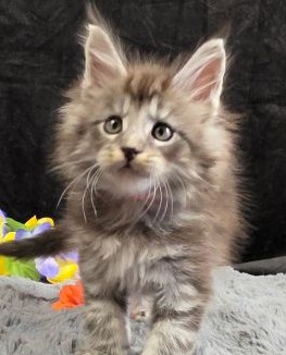 Legolas orange collar black silver classic Maine Coon kitten photo 1