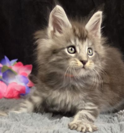 Legolas orange collar black silver classic Maine Coon kitten photo 2