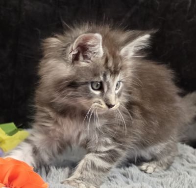 Legolas orange collar black silver classic Maine Coon kitten photo 4