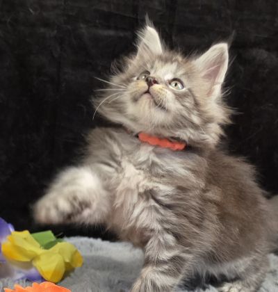Legolas orange collar black silver classic Maine Coon kitten photo 5