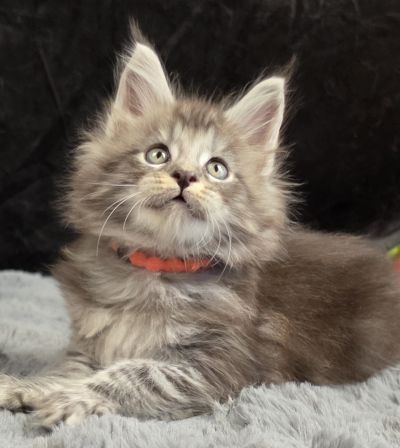 Legolas orange collar black silver classic Maine Coon kitten photo 7