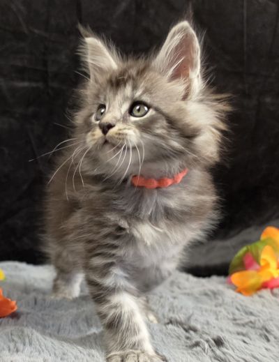 Legolas orange collar black silver classic Maine Coon kitten photo 8