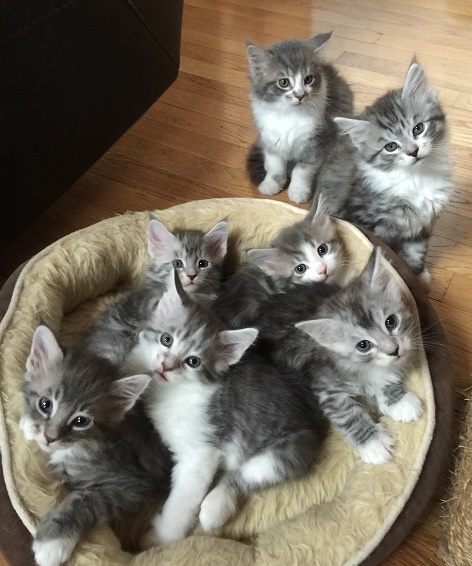 Litter of kittens for on sale sale