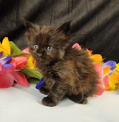MaineCoonKittenEpiphanyAkoni04292025FPink10.jpg
