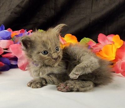 MaineCoonKittenEpiphanyAkoni04292025FPurple7.jpg