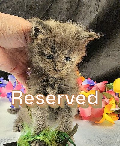 MaineCoonKittenEpiphanyAkoni04292025MOrange10Reserved.JPG