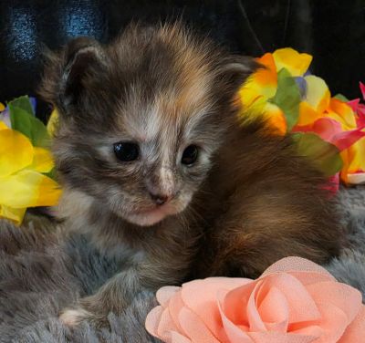 Cezanne pink collar black shaded classic torbie/white Maine Coon kitten photo 10