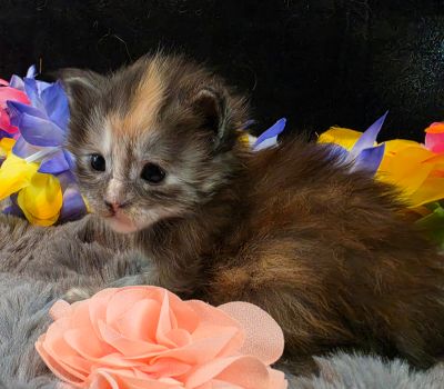 Cezanne pink collar black shaded classic torbie/white Maine Coon kitten photo 11