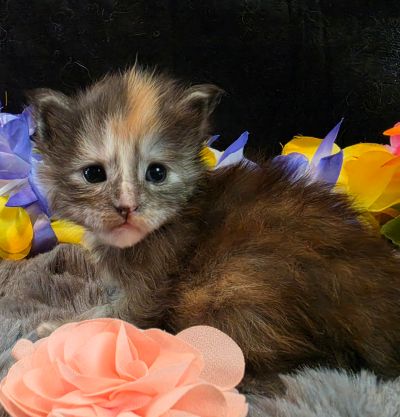 Cezanne pink collar black shaded classic torbie/white Maine Coon kitten photo 12
