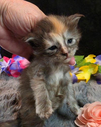 Cezanne pink collar black shaded classic torbie/white Maine Coon kitten photo 2