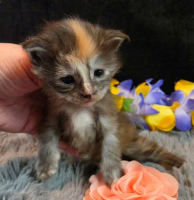 Cezanne pink collar black shaded classic torbie/white Maine Coon kitten photo 3