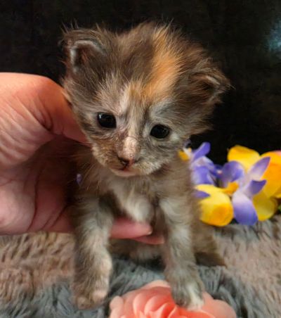 Cezanne pink collar black shaded classic torbie/white Maine Coon kitten photo 4