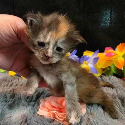 Cezanne pink collar black shaded classic torbie/white Maine Coon kitten photo 5