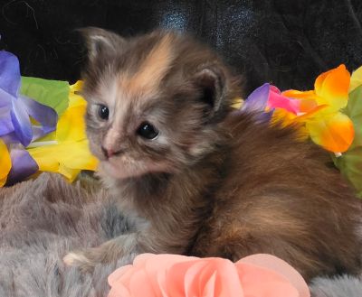 Cezanne pink collar black shaded classic torbie/white Maine Coon kitten photo 6