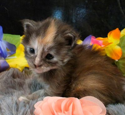 Cezanne pink collar black shaded classic torbie/white Maine Coon kitten photo 7