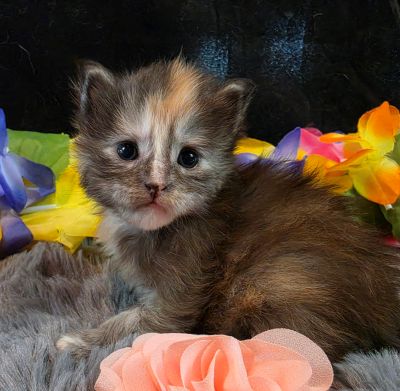 Cezanne pink collar black shaded classic torbie/white Maine Coon kitten photo 8