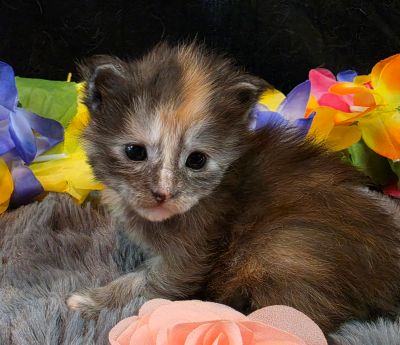 Cezanne pink collar black shaded classic torbie/white Maine Coon kitten photo 9