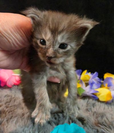 Michelangelo blue collar silver black shaded Maine Coon kitten photo 1