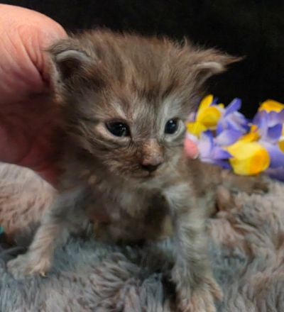 Michelangelo blue collar silver black shaded Maine Coon kitten photo 2