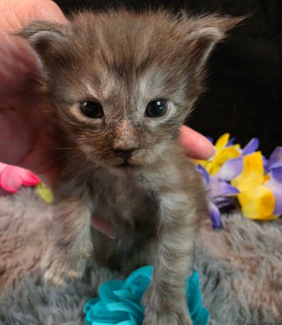 Michelangelo blue collar silver black shaded Maine Coon kitten photo 3