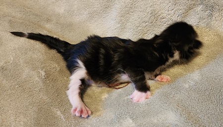 MaineCoonKittenEremeyaRauchenM1Black4.jpg