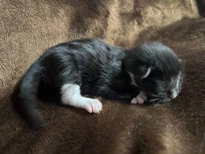 MaineCoonKittenEttinetteEmrys03252025FBlackWhite1.jpg