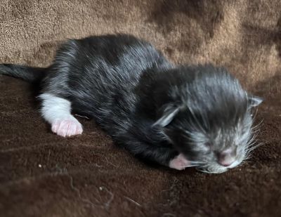 MaineCoonKittenEttinetteEmrys03252025FBlackWhite2.jpg