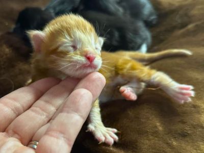 MaineCoonKittenEttinetteEmrys03252025FMRed5.jpg