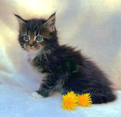 MaineCoonKittenEttinetteEmrys03252025MBrownClassic1M.jpg