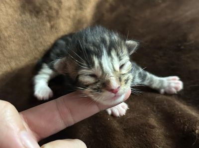 MaineCoonKittenEttinetteEmrys03252025MBrownClassic1a.jpg
