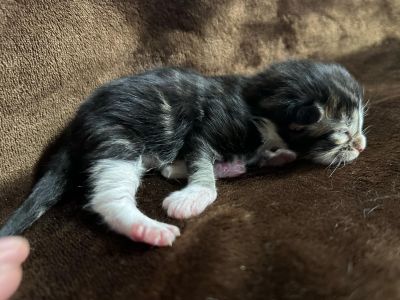MaineCoonKittenEttinetteEmrys03252025MBrownClassic2b.jpg