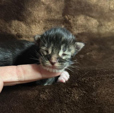 MaineCoonKittenEttinetteEmrys03252025MBrownClassic2c.jpg