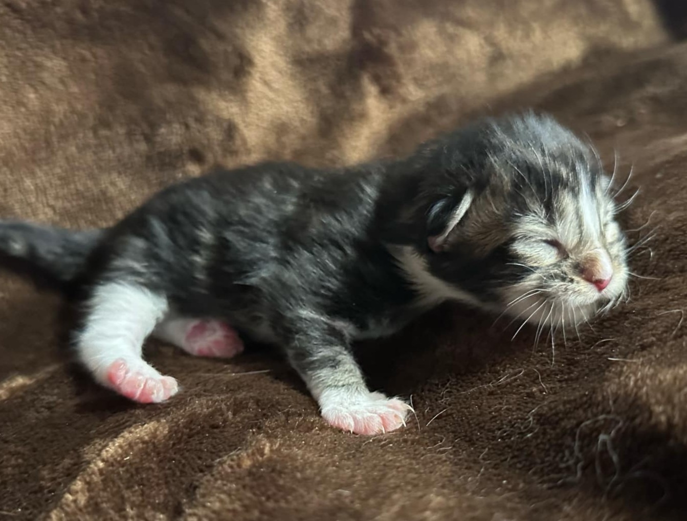 MaineCoonKittenEttinetteEmrysMBrnBlk1f.jpg