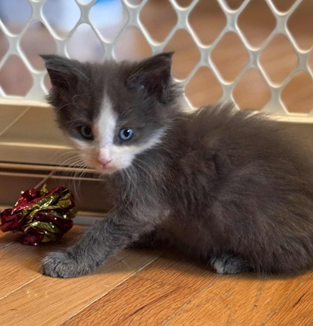 MaineCoonKittenEvanstarRauchen05022025MBlack21.jpg