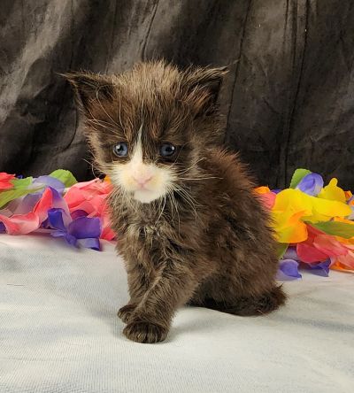 MaineCoonKittenEvanstarRauchen05022025MGreen13.jpg