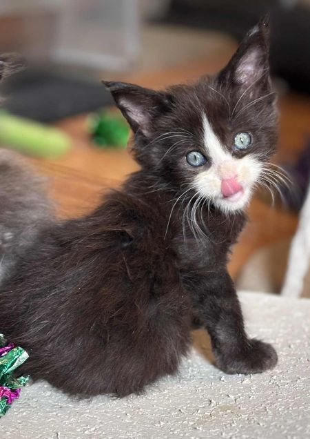 MaineCoonKittenEvanstarRauchen05022025MGreen23.jpg
