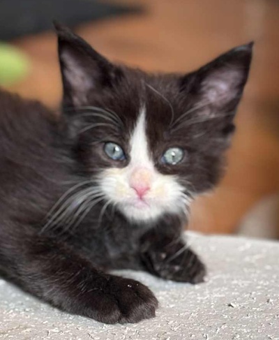 MaineCoonKittenEvanstarRauchen05022025MGreen24.jpg