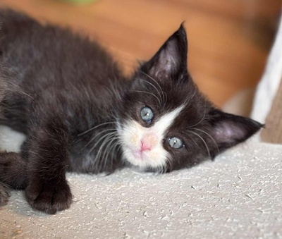 MaineCoonKittenEvanstarRauchen05022025MGreen26.jpg