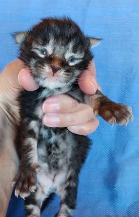 MaineCoonKittenEvanstarRauchenMAqua1.jpg