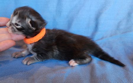 MaineCoonKittenEvanstarRauchenMOrange2.jpg