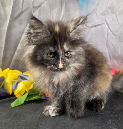 Constance orange collar black shaded torbie Maine Coon kitten photo 2